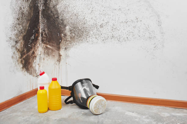 Best Insurance-Related Mold Remediation in Evanston, IL