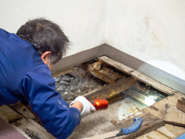 Best Mold Remediation for Schools in Evanston, IL