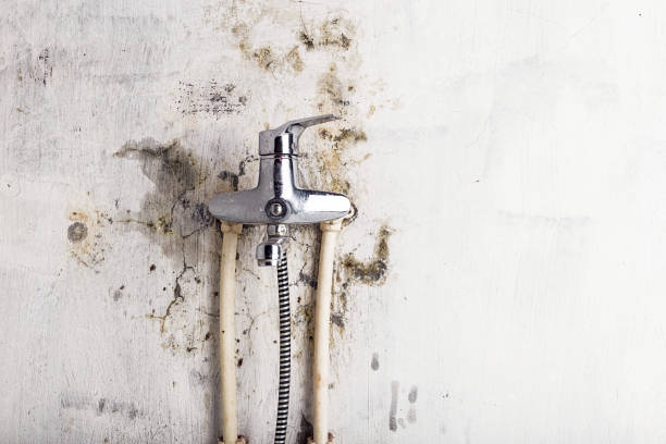 Best Commercial Mold Remediation in Evanston, IL