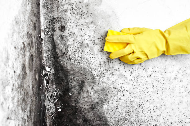 Best White Mold Remediation in Evanston, IL