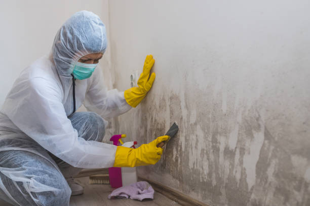 Trusted Evanston, IL Mold Remediation Experts