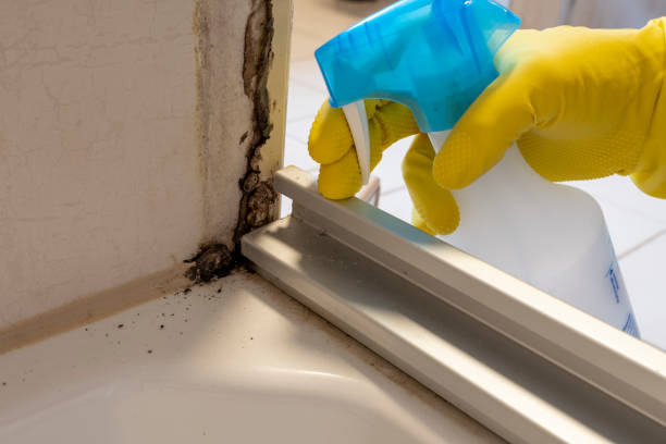 Best Mold Testing and Inspection Services in Evanston, IL