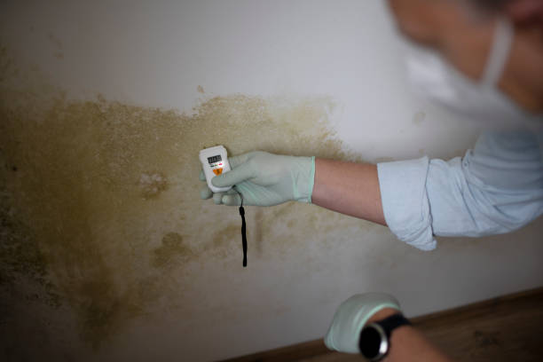 Best Mold Remediation for Specific Building Types in Evanston, IL